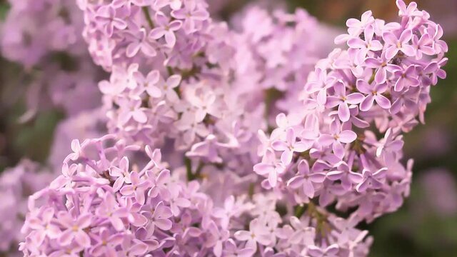 Blooming tender lilac flower closeup, floral purple pink branch of Lilac bush in springtime