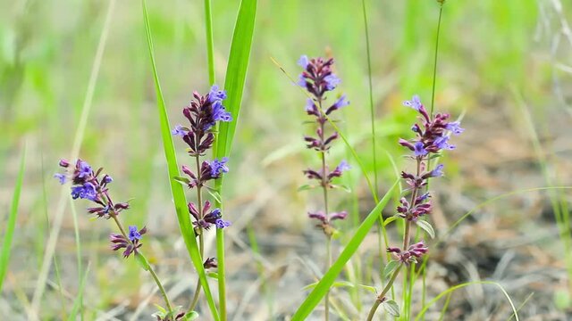 Plant with little tender blue bells, Penstemon procerus or Littleflower penstemon, blooms in sunny meadow, wild ornamental flower blowing on wind