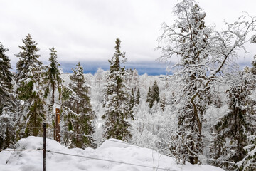 Forest in winter. View from the height. Forest in the snow. Snowy winter. Panoramic.