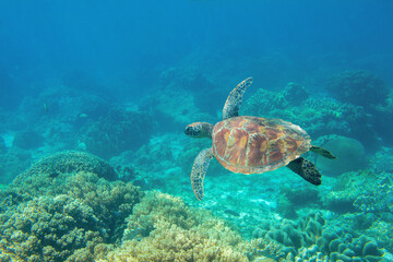 Sea turtle in blue water, underwater coral reef photo. Cute sea turtle in blue water of tropical sea. Green turtle underwater photo. Wild marine animal in natural environment.