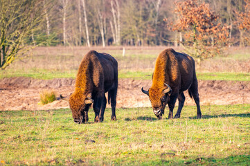 Fototapeta na wymiar European bison/Wisent grazing in the Maashorst near Uden/Zeeland.