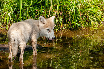 Arctic Wolf Pup Standing In Water