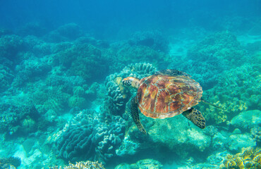 Naklejka premium Sea turtle in blue water. Friendly marine turtle underwater photo. Oceanic animal in wild nature. Summer vacation activity. Snorkeling or diving banner template. Tropical seashore with sea tortoise.