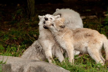 Arctic Wolves And Pup