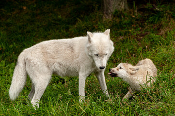 Arctic WOlf With Pup