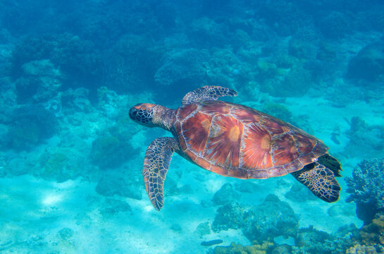 Sea turtle in blue water. Friendly marine turtle underwater photo. Oceanic animal in wild nature. Summer vacation activity. Snorkeling or diving banner template. Tropical seashore with sea tortoise.