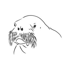 Sketch of a walrus. Hand drawn illustration converted to vector. walrus vector sketch illustration
