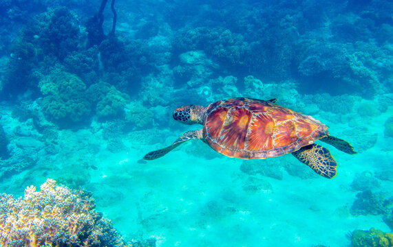 Sea turtle in blue water. Green turtle underwater photo. Wild marine animal in natural environment. Endangered species of coral reef. Tropical seashore wildlife. Snorkeling with sea turtle.