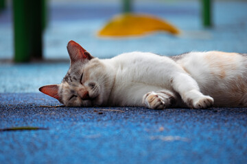 stray cat taking a nap on the floor