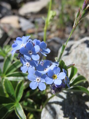 Myosotis, fleur bleue sauvage © Maeva