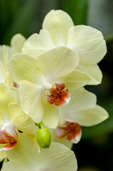 Fototapeta na wymiar Yellow Phalaenopsis Orchid Flower Stem