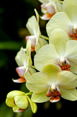 Fototapeta na wymiar Yellow Moth Orchid Flower Stem