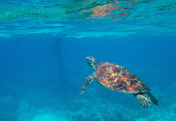 Sea turtle in blue water, underwater wild nature photo. Green turtle underwater photo. Wild marine animal in natural environment. Endangered species of coral reef. Tropical seashore wildlife.