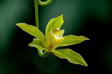 Green Orchid Flower