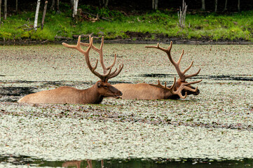 Bull Elks Swimming In Pond.