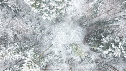 Lichtung im Winter