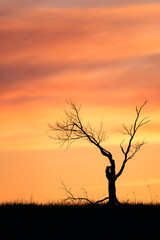 Bare Tree Silhouetted against a Winter Sunset at Big Meadows