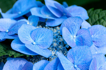 Blue Hydrangia Flower 3