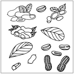peanuts, peanuts, peanut leaves, peanuts in the skin, healthy and tasty peanut butter, pattern, doodle, set, vector, illustrator, print on fabric, print cards, print on a phone case, on packaging, pos