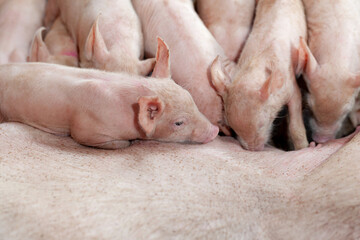 A newborn piglet is sucking milk from a mother pig.