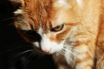 Ritratto di gatto bianco e rosso in relax, primo piano isolato su fondo nero