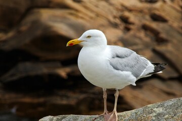 seagull on the rocks