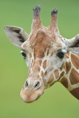 Cute baby reticulated giraffe portrait