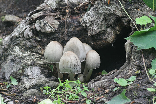 Common ink cap, Coprinopsis atramentaria, also known as common inky cap or tippler's bane, wild mushroom from Finland