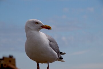 seagull on the beach