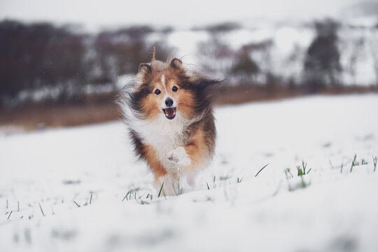 Happy dog running on the snow