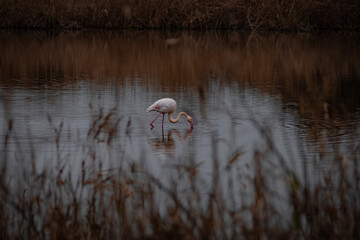 Flamand rose buvant dans le lac