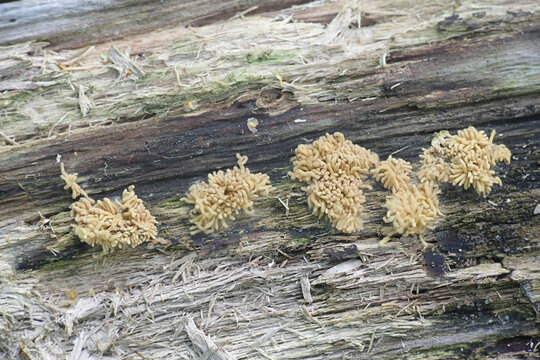 Arcyria obvelata (prev. Arcyria nutans), a species of slime mold in the family Trichiidae photographed in Finland, no common english name