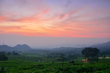 Beautiful Sunrise in the tea plantation.  Red sky over the field. 