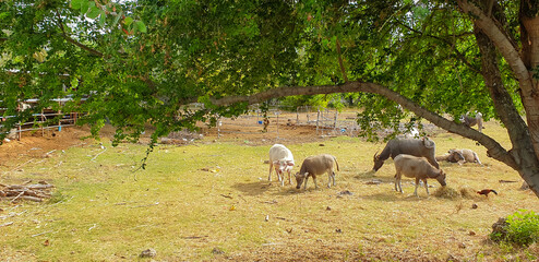 Buffalo enjoy eating the grass in the field in countryside, scene nature landscape.