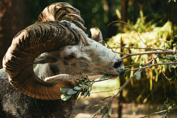 Argali eating leaves from a branch
