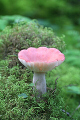 Russula grisescens, a  brittlegill mushroom from Finland with no common english name