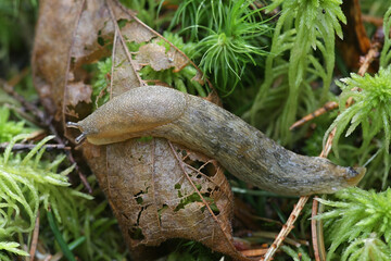 Arion fuscus, known as the Dusky Arion, is a species of small air-breathing land slug in the family Arionidae, the roundback slugs