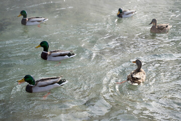 Enten, duck on ice in winter time