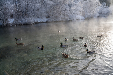Enten, duck on ice in winter time