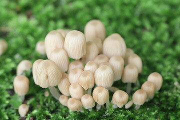 Fairy inkcap, Coprinellus disseminatus, also known as trooping crumble cap, wild mushroom from Finland