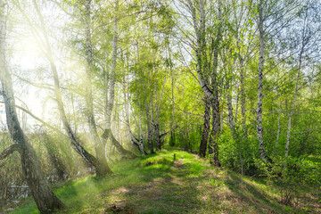 sunlit path in the spring forest, bright greenery and sunlight