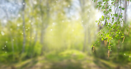 abstract sunny spring background with birch branch