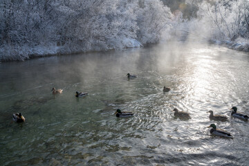 Enten, duck on ice in winter time