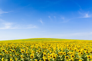 Fototapeta premium Sunflower field with clear sky background.