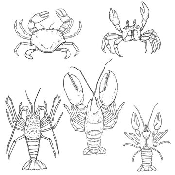 Vector Set of Sketch Sea Animals. Omar, Lobster and Crab.