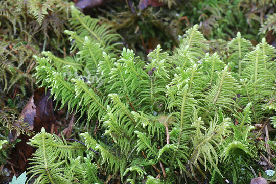 Ptilium crista-castrensis, the knights plume moss or ostrich-plume feathermoss
