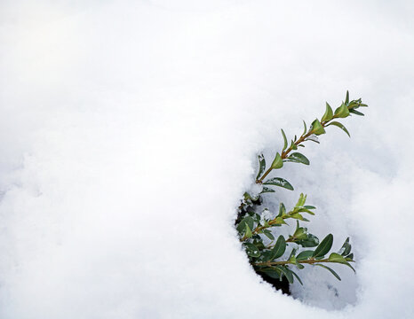 A sprig of boxwood peeking out of the snow 
