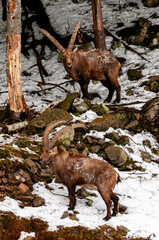 Two Ibex on Hillside