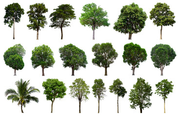 Fototapeta premium isolated tree green set is located on a white background. Collection of isolated tree green on white background Tropical tree