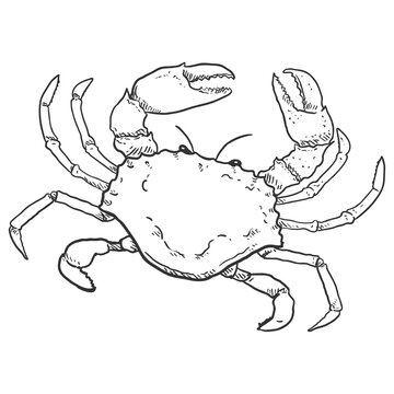 Crab Vector Sketch Illustration
